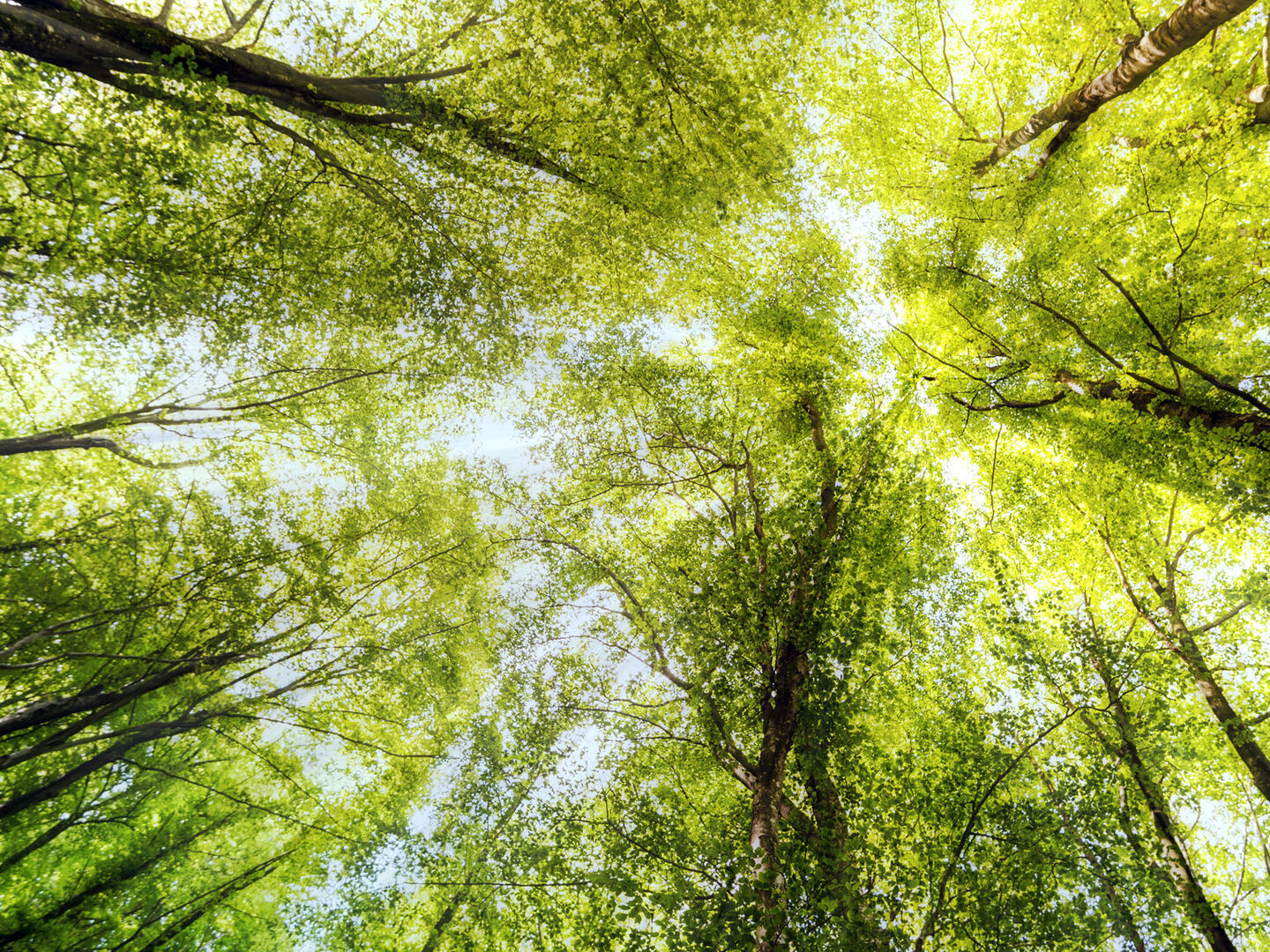Nature shot of deciduous trees reaching into a blue sky in a sunny mixed forest.