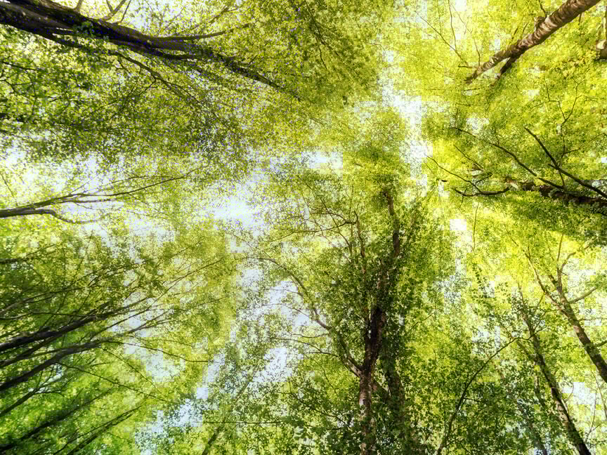 Laubbäume vor blauem Himmel Naturaufnahme von nach in einen blauen Himmel stebenden Laubbäumen in einem sonnigen Mischwald.